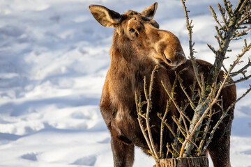 female moose eating branches 
