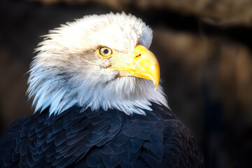 closeup portrait of a eagle