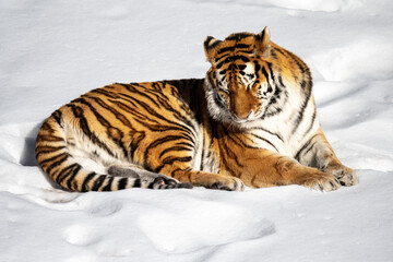 Fototapeta premium sleeping siberian tiger in snow