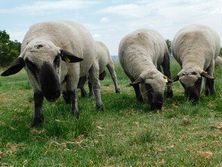 Closeup side view of Hampshire Ram sheep with cute little button tails and large sacks, grazing in...