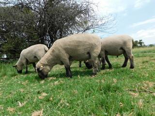 Naklejka na ściany i meble Closeup side view of Hampshire Ram sheep with cute little button tails and large sacks, grazing in a lush green grass field, in Gauteng, South Africa on a hot summer's day
