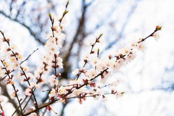 Cherry flowers blossoming on tree branches in spring on natural blurry background, blossom