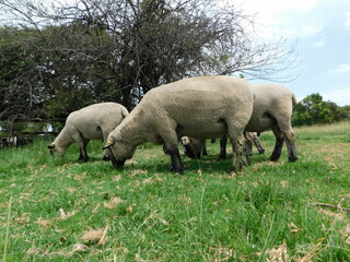 Obraz na płótnie Canvas Closeup side view of Hampshire Ram sheep with cute little button tails and large sacks, grazing in a lush green grass field, in Gauteng, South Africa on a hot summer's day