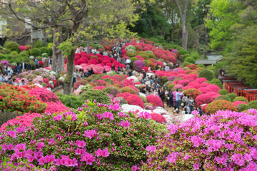 Colorful azalea flowers and blurred tourists in spring Japanese garden　色とりどりのツツジが咲く春の日本庭園と観光客