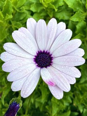 margarida, flor roxa, natureza, ilha da madeira, madeira island, roxo, verde 