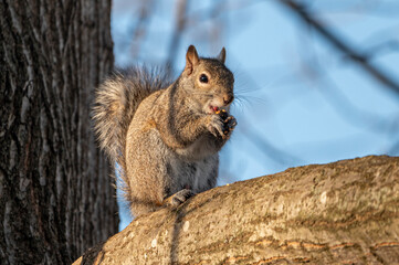 Eastern Grey Squirrel breaking open a nut and eating on a large tree branch, in the early morning light.  Squirrel eating alone, close up.