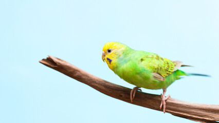 A sideways-facing budgie perched on a branch