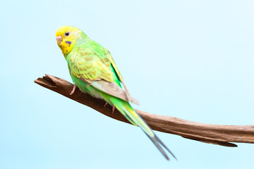Full body of a budgie perched on a branch