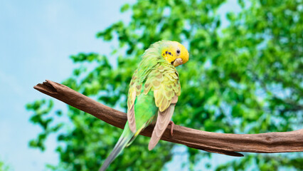 A budgie resting his wings in the fresh greenery
