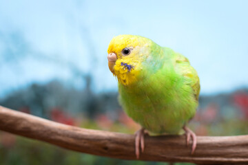 A budgie in front of the trees