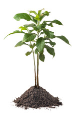 young avocado plant with soil, persea americana, isolated on white background, closeup view