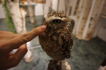 owl