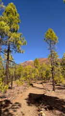 Tenerife landscape
