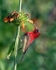 Crimson sunbird photographed in Corbett National Park, Uttarakhand, India