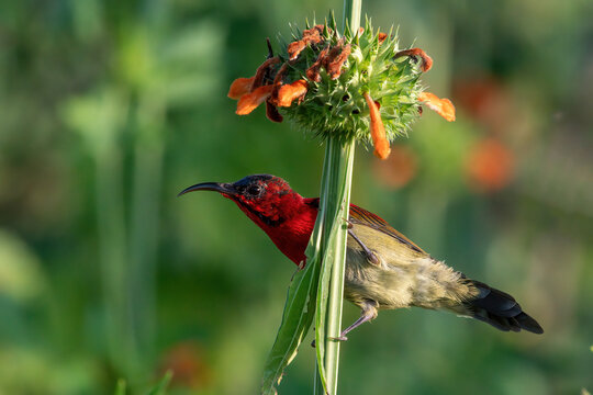 Crimson sunbird photographed in Corbett National Park, Uttarakhand, India