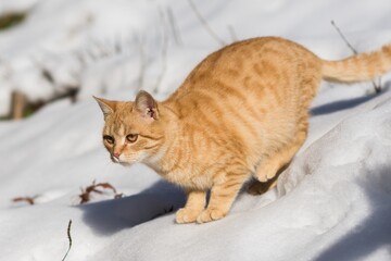 European cat in a rural setting. Beautiful sunny day.