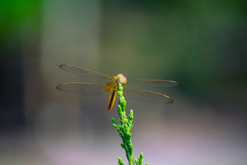Sympetrum is a genus of small to medium-sized skimmer dragonflies, known as darters in the UK and as meadowhawks in North America.