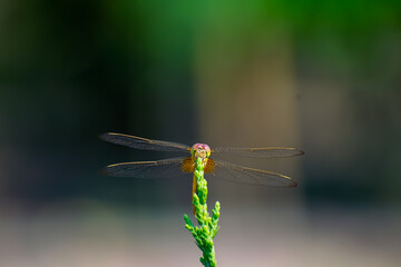 Sympetrum is a genus of small to medium-sized skimmer dragonflies, known as darters in the UK and as meadowhawks in North America.