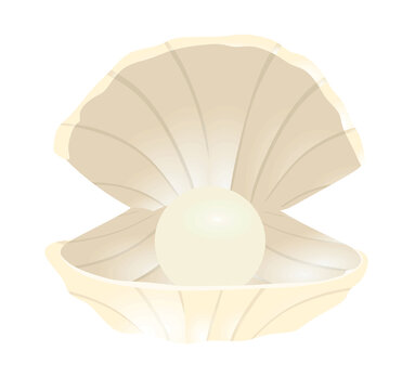 White shell pearl. vector illustration
