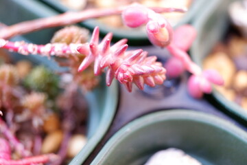 多肉植物