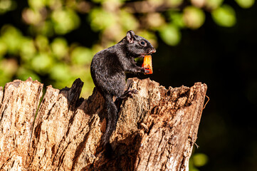 Eastern chipmunk (Tamias striatus) - rare melanistic (black) color variation.