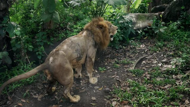 Adult lion with beautiful mane marks territory in jungle. Unique footage of lion marking new territory in rainforest. King of king of beasts in jungle leaves marks with smell. Lion pisses in forest.