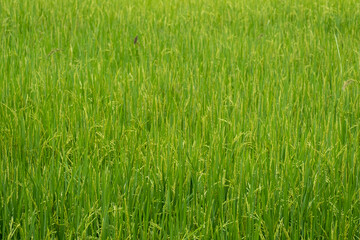 beauty fresh yellow and green paddy rice food tree in thailand farming.season farmer harvest organic natural plant full frame