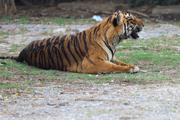Fototapeta premium The bengal tiger is sit and rest in garden