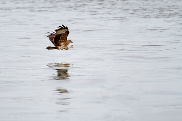 Red eagle fly landing on the sea in nature at thailand