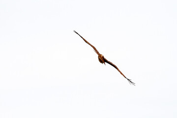 The Red eagle fly on the sky in nature at thailand