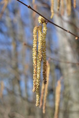 catkins in spring