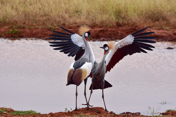 Safari in the African savannah. Dance of two Grey Crowned Crane (Balearica regulorum).