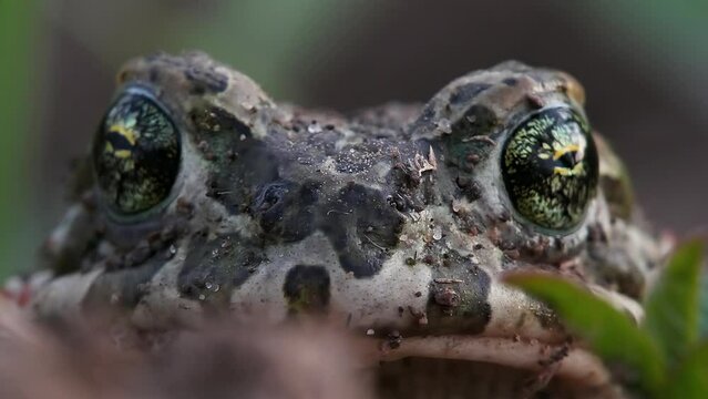 Natterjack toad close-up breathing and looking at camera with insect on head