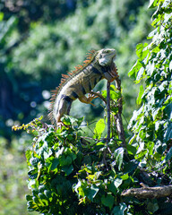 Green Iguana climbing a Tree