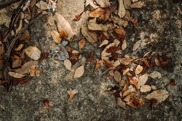 autumn leaves on the ground, autumn leaves on concrete