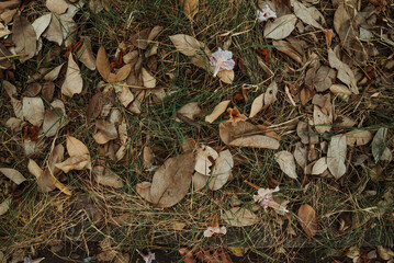autumn leaves on the grass