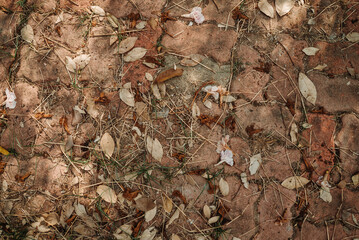autumn leaves on brick