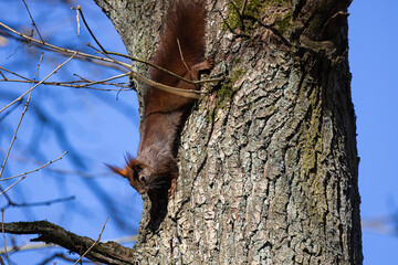 A squirrel climbs trees