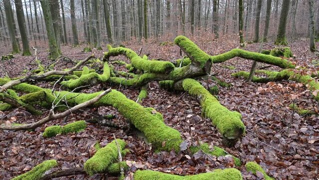 Moss overgrown fallen treestumps on forest floor, pan in low angle