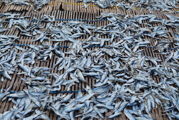 traditional salted fish drying process with sunlight media. freshwater fish group. row of dried fish background. pile of raw salted fish in the hot sun