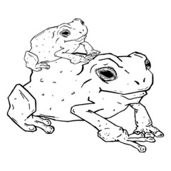 Frog sketch hand drawn. Vector illustration of cartoon frog.