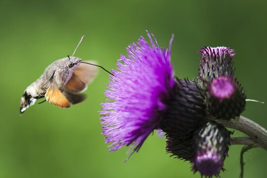 Macroglossum stellatarum - Butterfly Hummingbird - Beautiful sunny weather, butterfly sucking nectar blossom. Czech Republic, Beskydy.