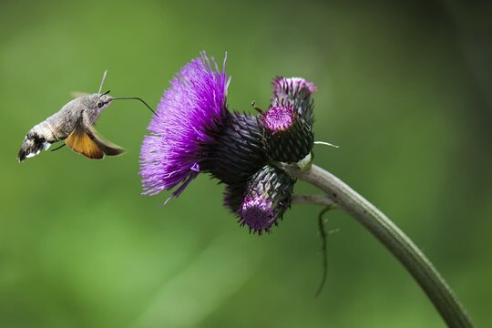 Macroglossum stellatarum - Butterfly Hummingbird - Beautiful sunny weather, butterfly sucking nectar blossom. Czech Republic, Beskydy.