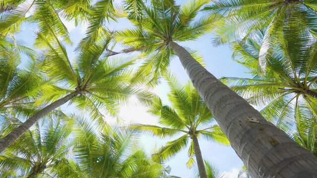Coconut palm trees bottom view sun shining through branches blue sky.