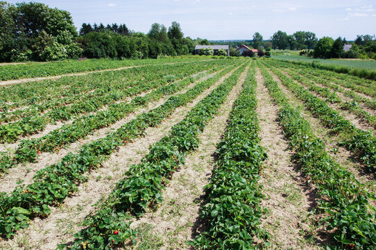 Zadbane pole truskawek na wsi