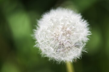 Fototapeta premium Flowering dandelion. Beautiful sunny day. Czech Republic. Green bokeh background.