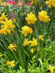Fototapeta premium daffodils in the garden