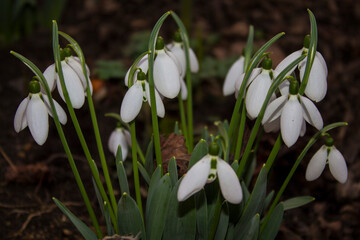 
Snowdrops are romantic