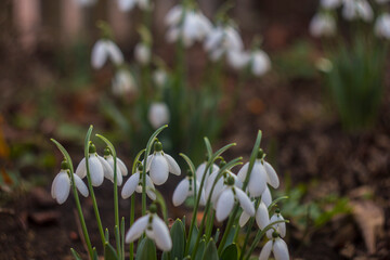 
Snowdrops are romantic