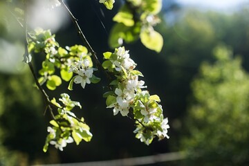 Beautiful cherry blossoms. In the background with trees, other branches and blue sky. Pollen season for allergy sufferers.	
